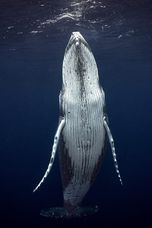 Manta Paul