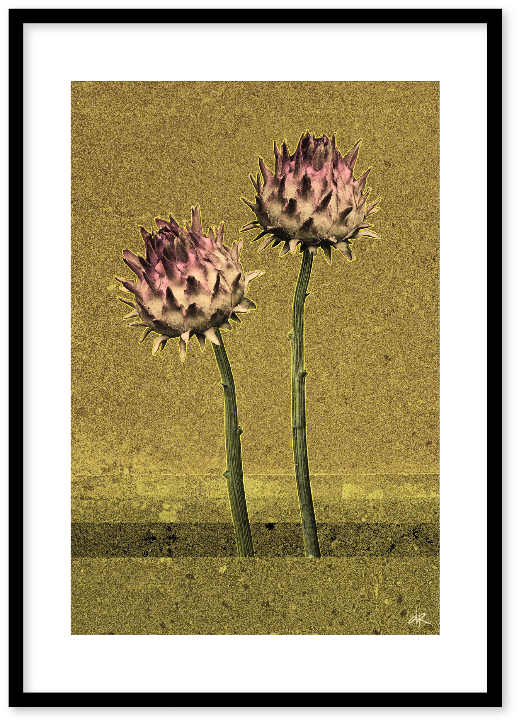 Protea