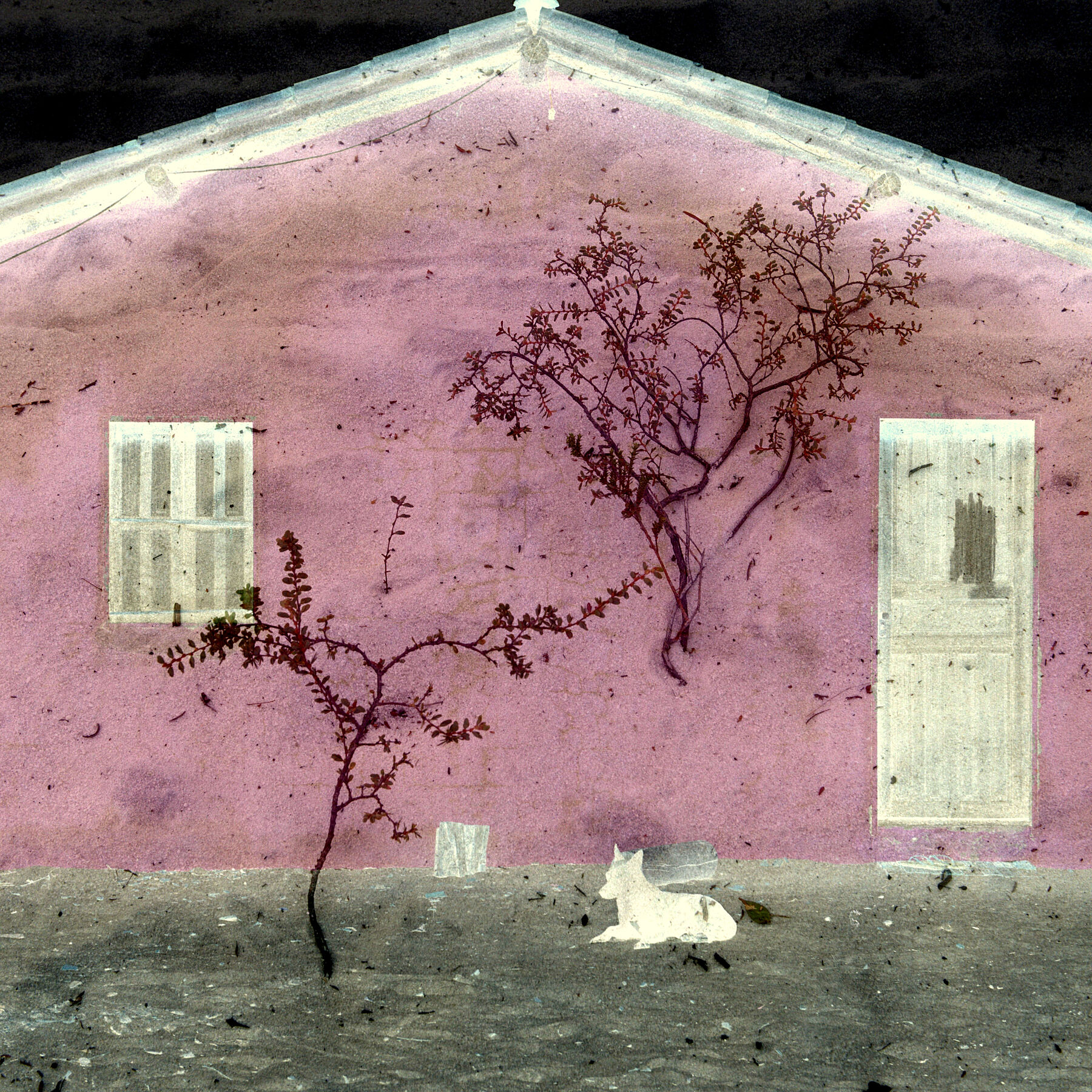 House and Dog, © Juliana Vasquez