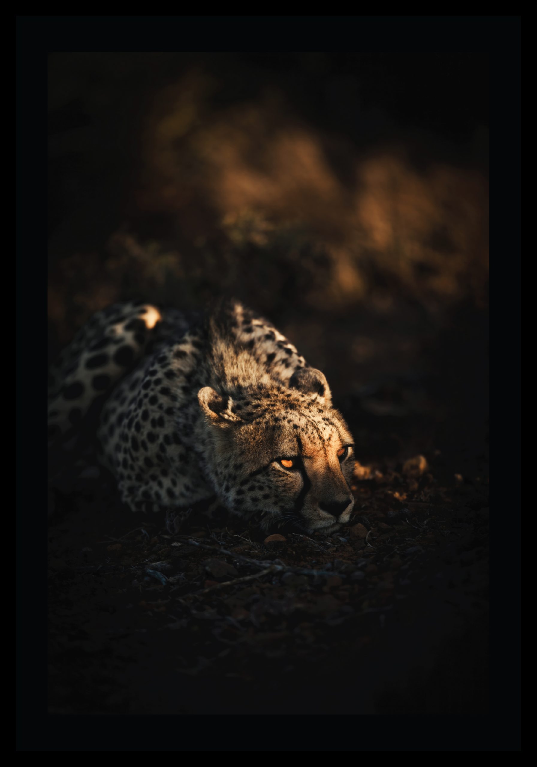 Awakening Gaze © Ruan Springorum