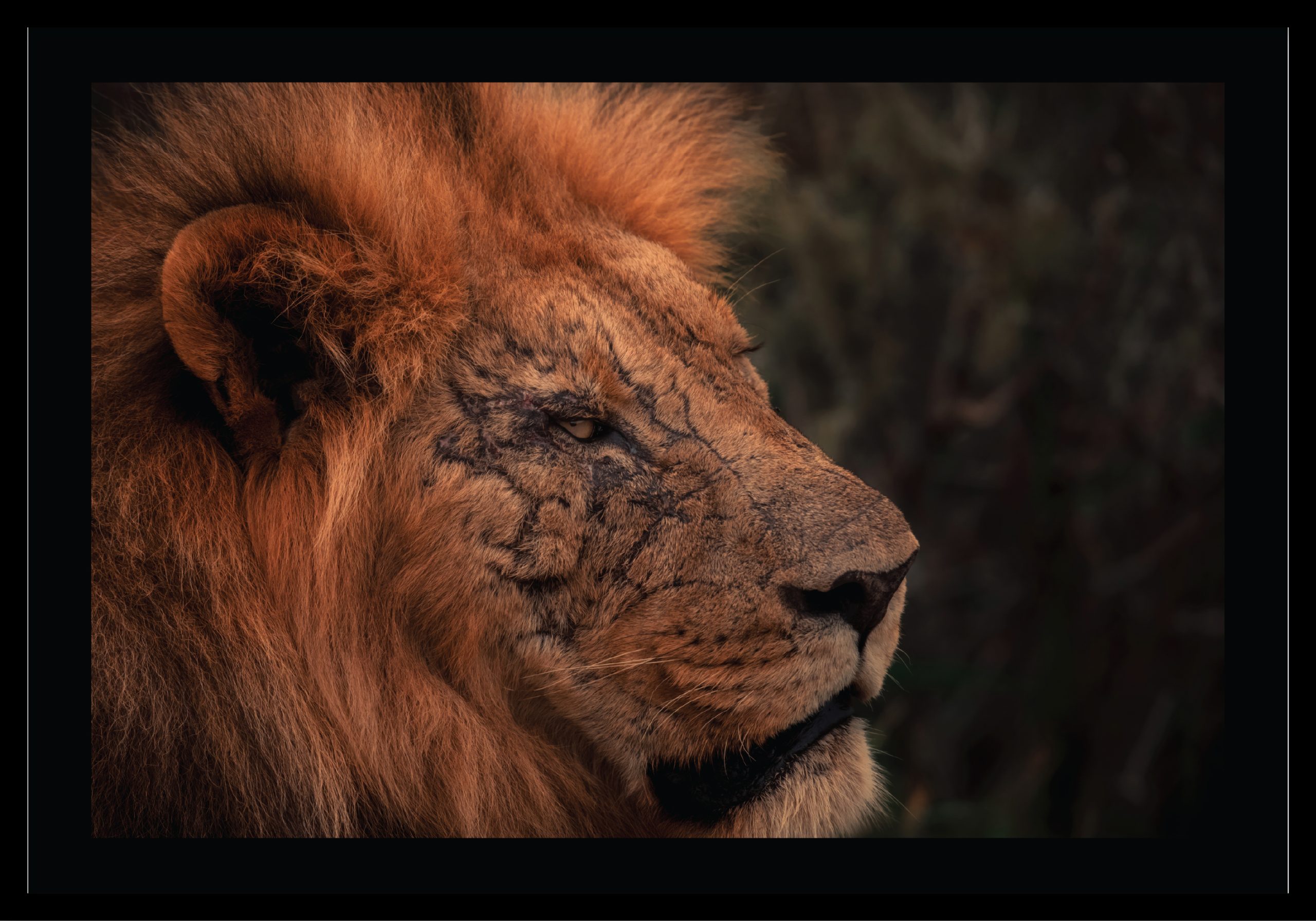 Battle Scars © Ruan Springorum