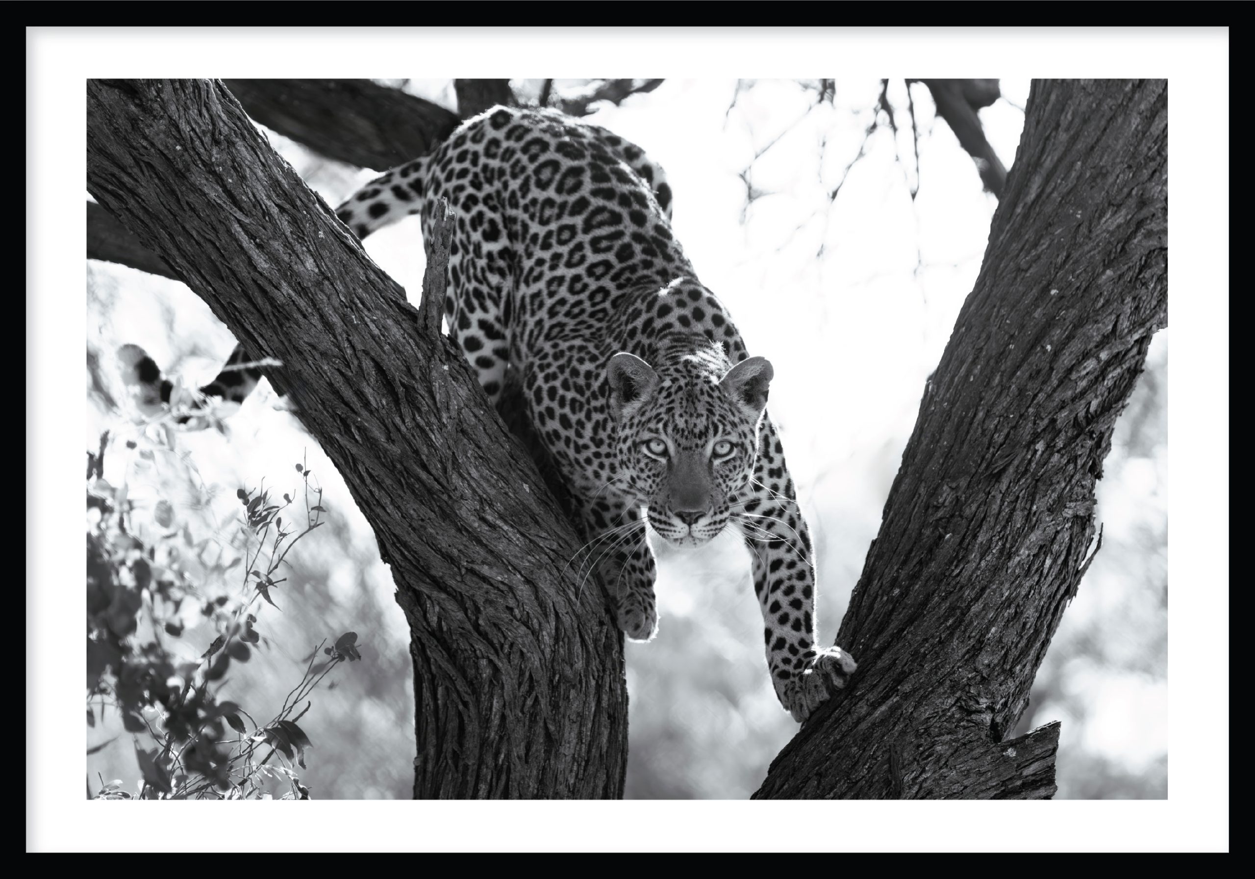 Regal Gaze © Ruan Springorum