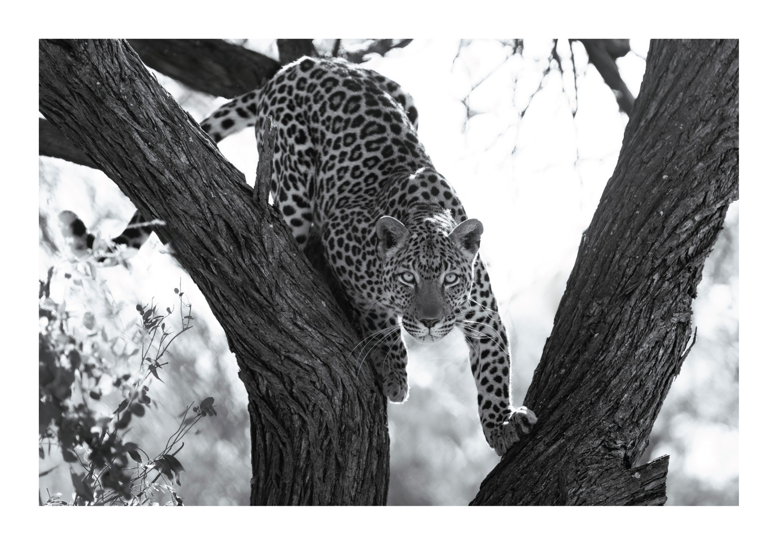 Regal Gaze, @ Ruan Springorum