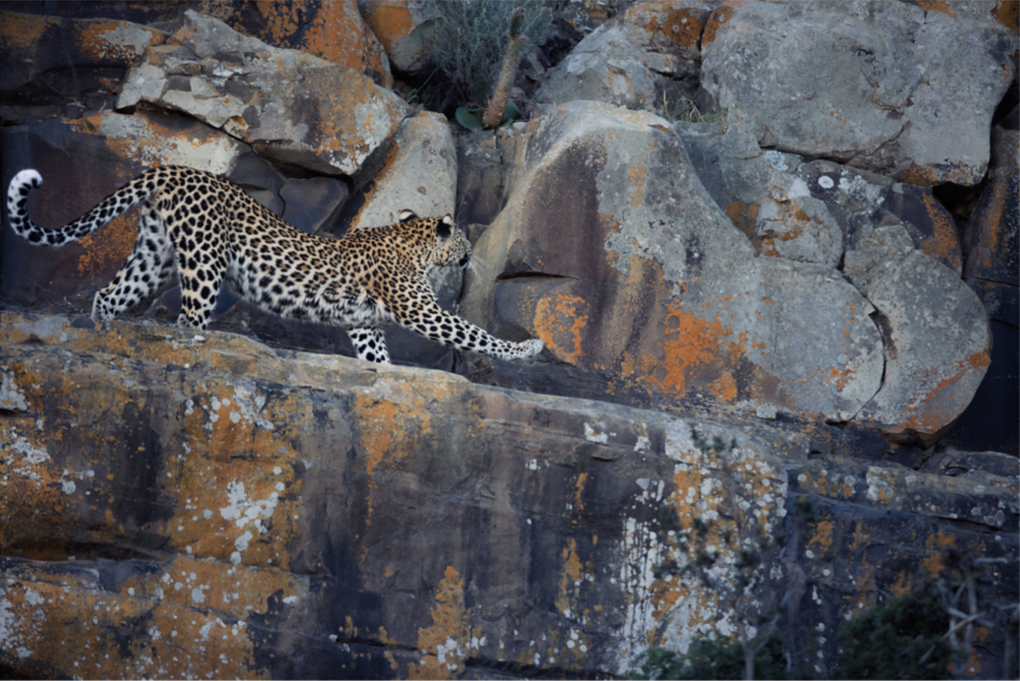 High Fidelity, Ruan Springorum