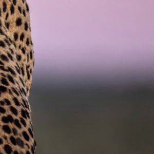 'Silent Vigil' swatch