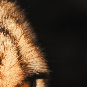 'Awakening Gaze' swatch