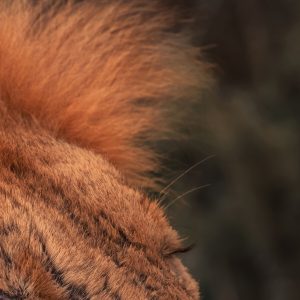 'Battle Scars' swatch