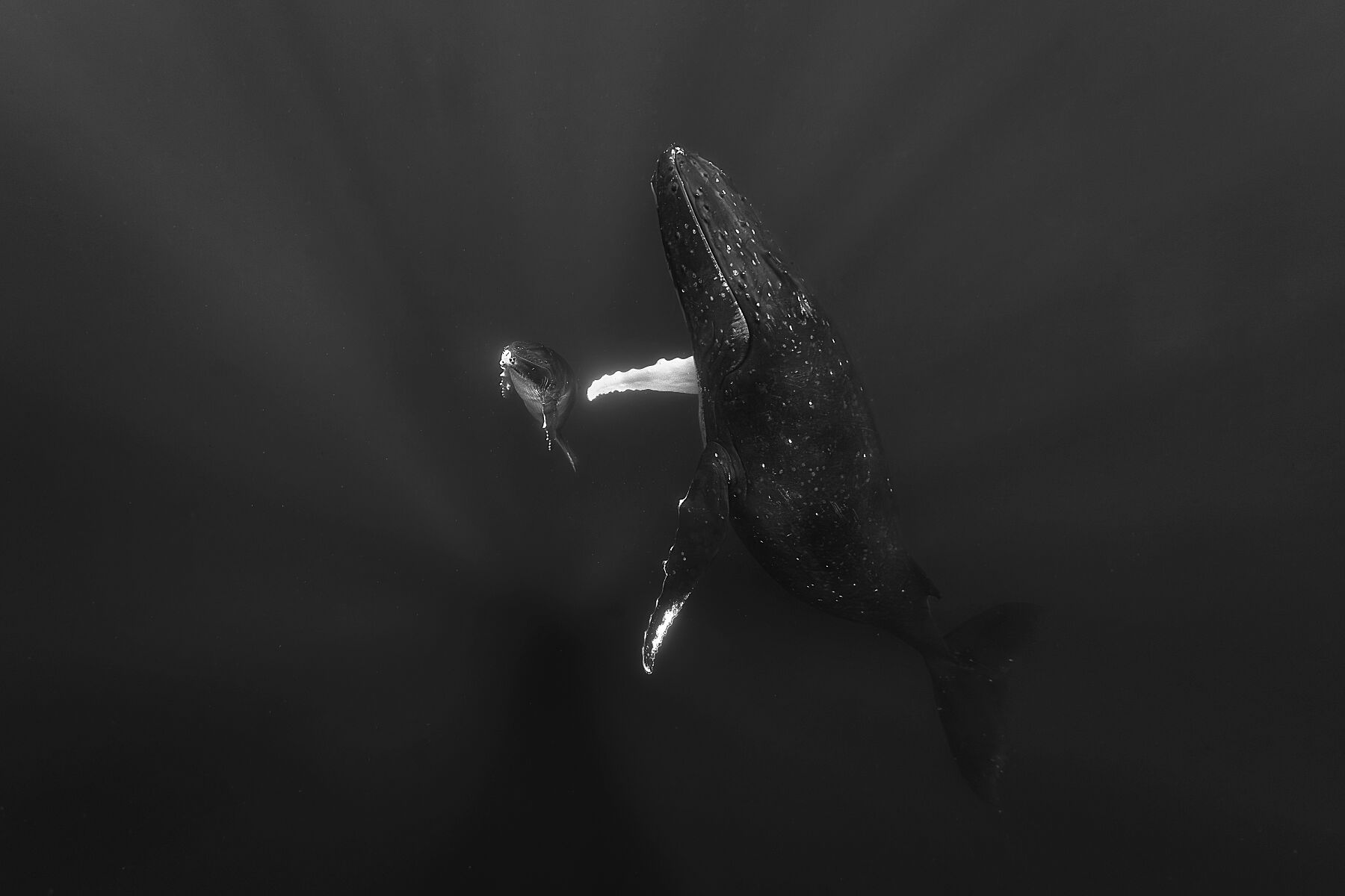 A Mother's Love, Manta Paul