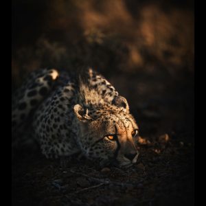 Awakening Gaze