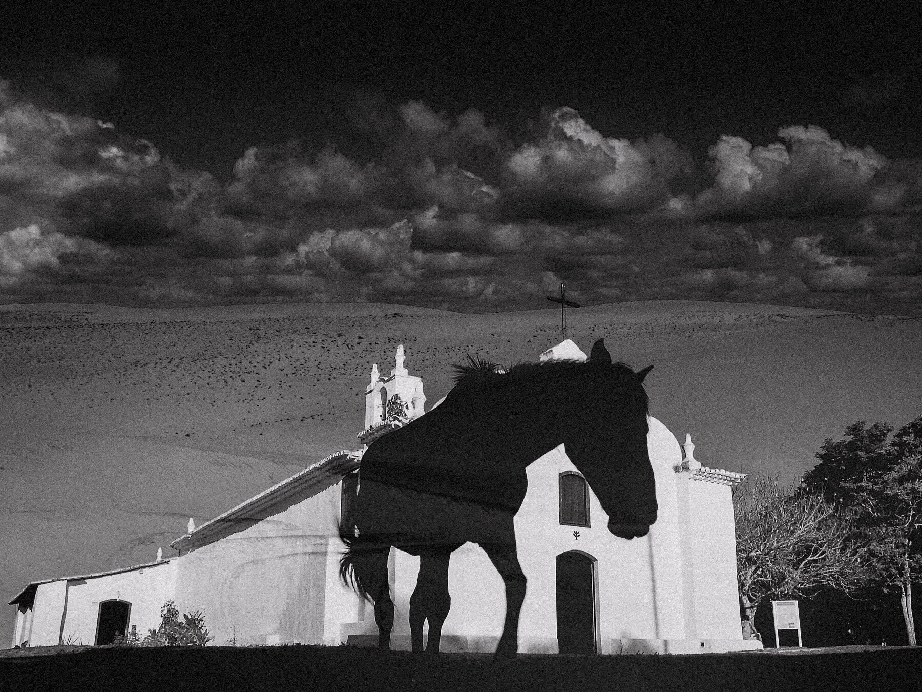 Horse, Juliana Vasquez