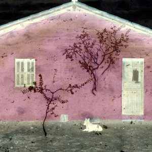 House and Dog