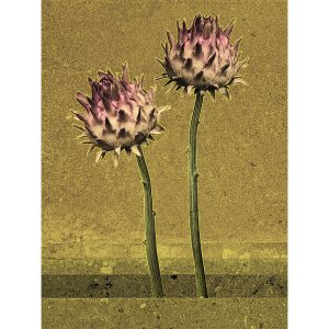 Protea