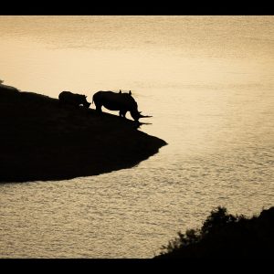The Last Light