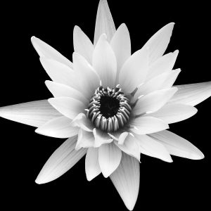 Submerged with Life #1