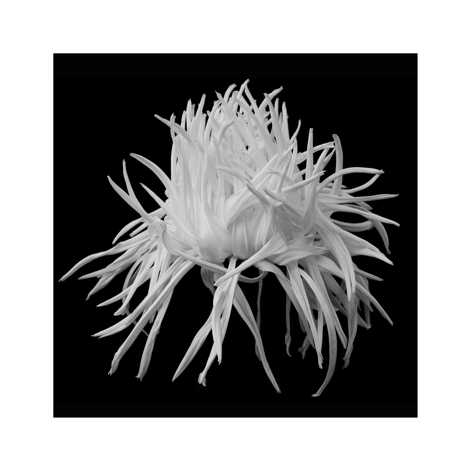 Madame Belle Epoque, Hiroyuki Arakawa