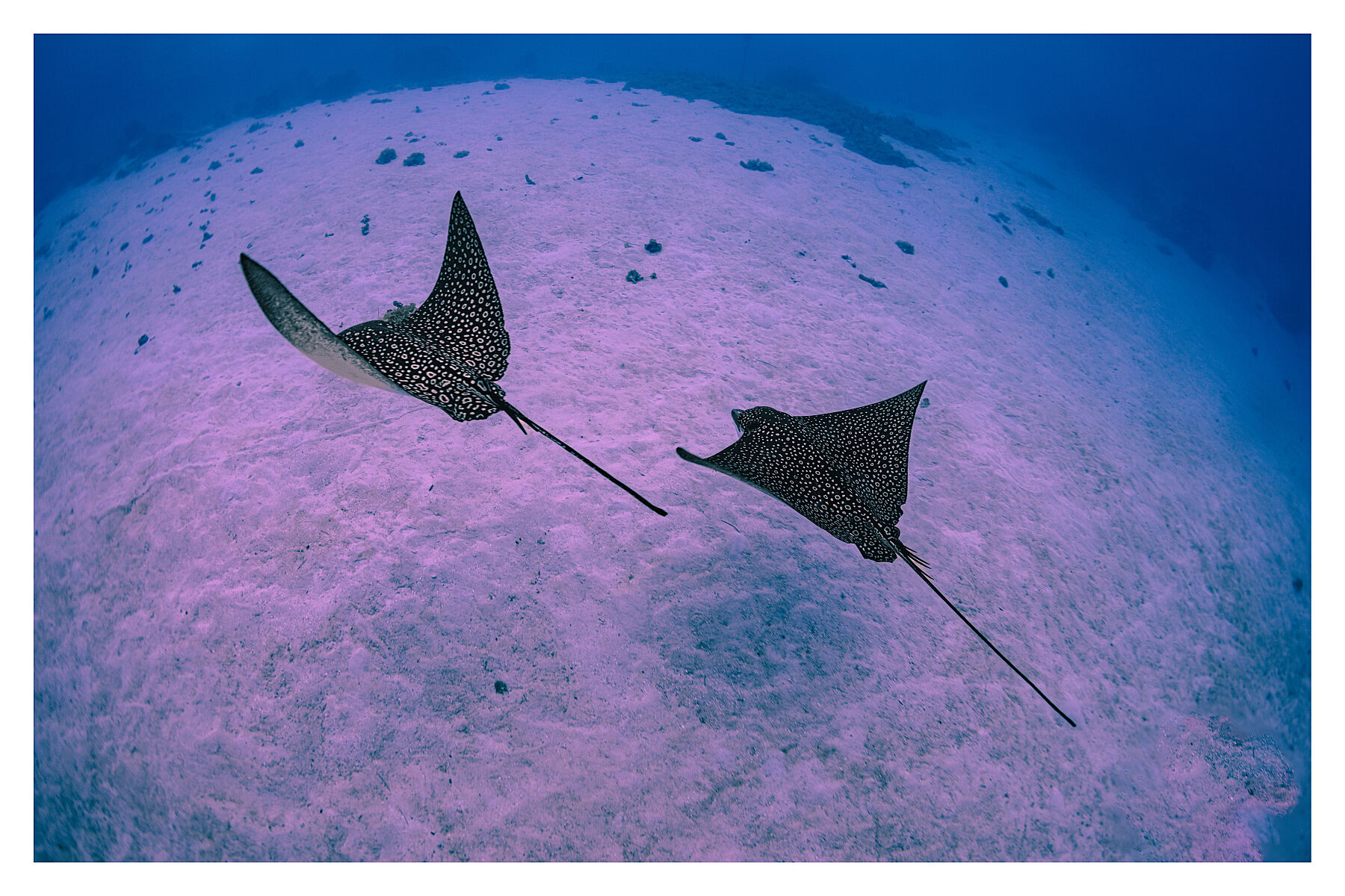 Lunar Lovers, © Manta Paul