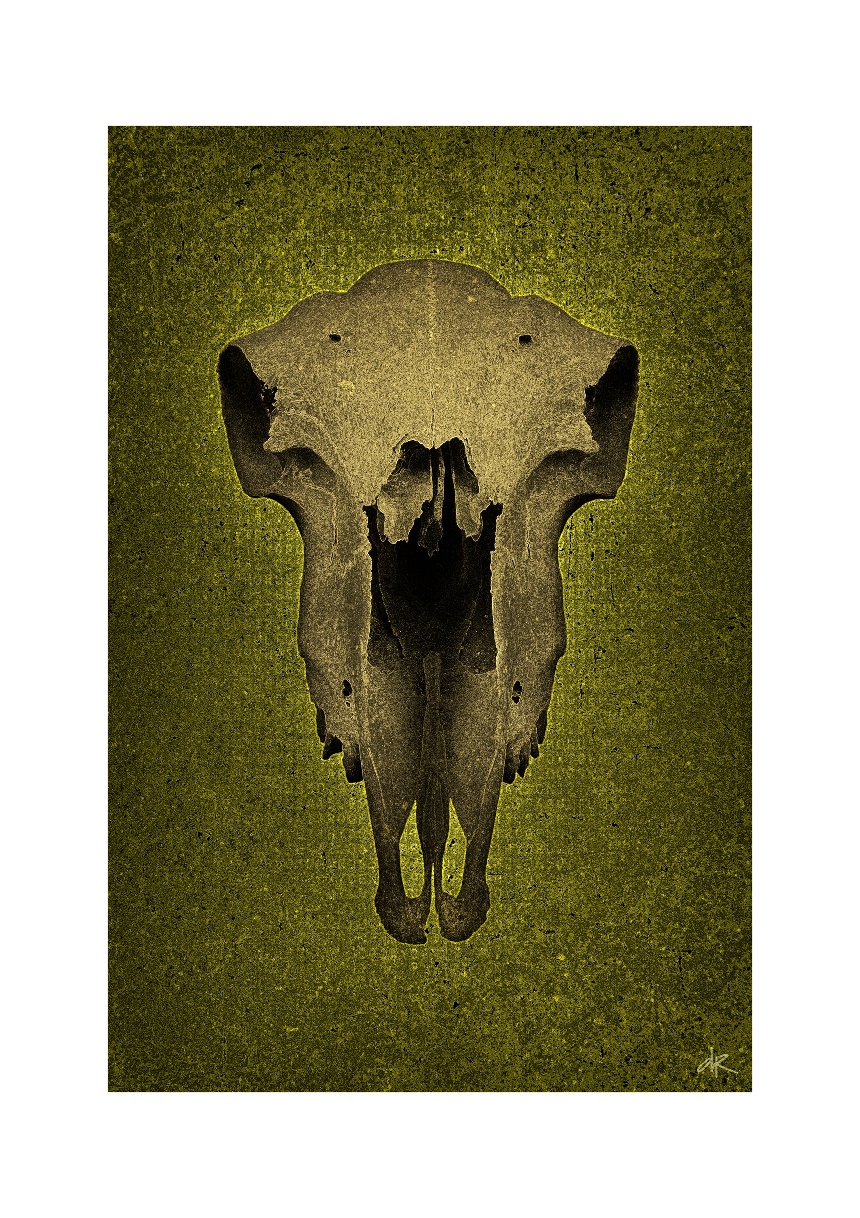 Skull No Horns, @Damian Rimmer